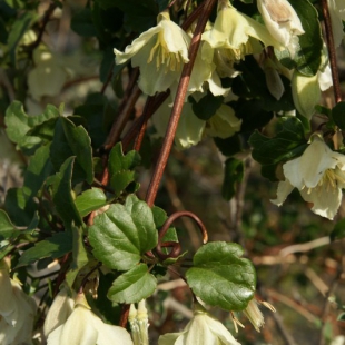 Clematis cirrhosa